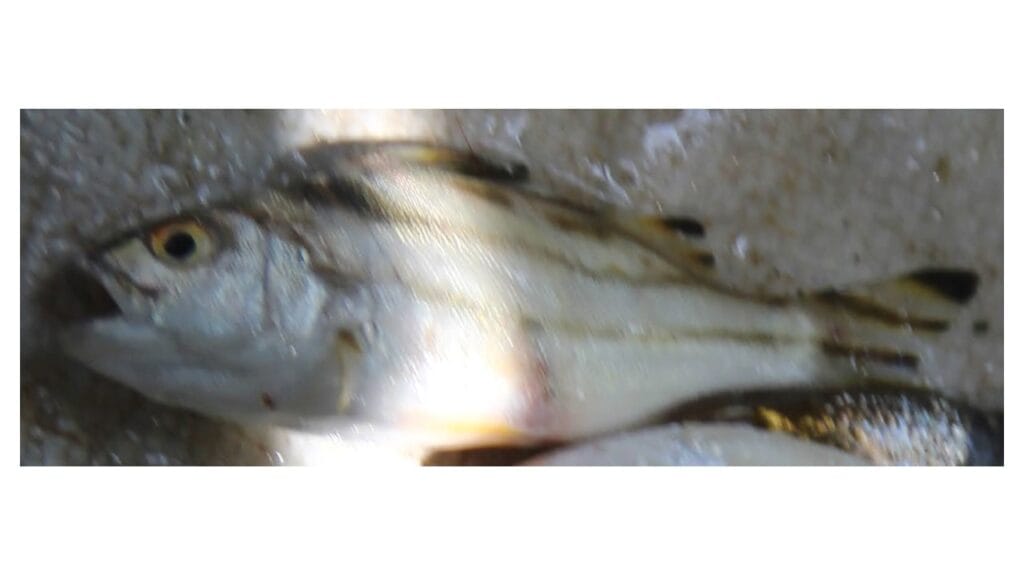 Read more about the article ลุ่มเลสาบกับรากมลายูในชื่อปลา​ : “ขี้โร่ง”