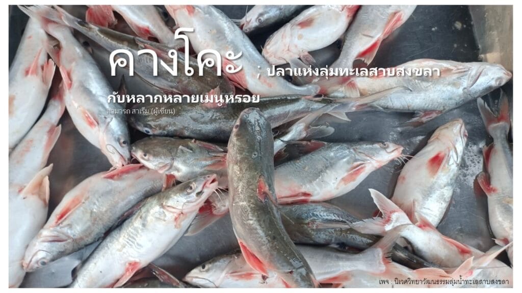Read more about the article คางโคะ : ปลาแห่งลุ่มเลสาบสงขลากับหลากหลายเมนูหรอย