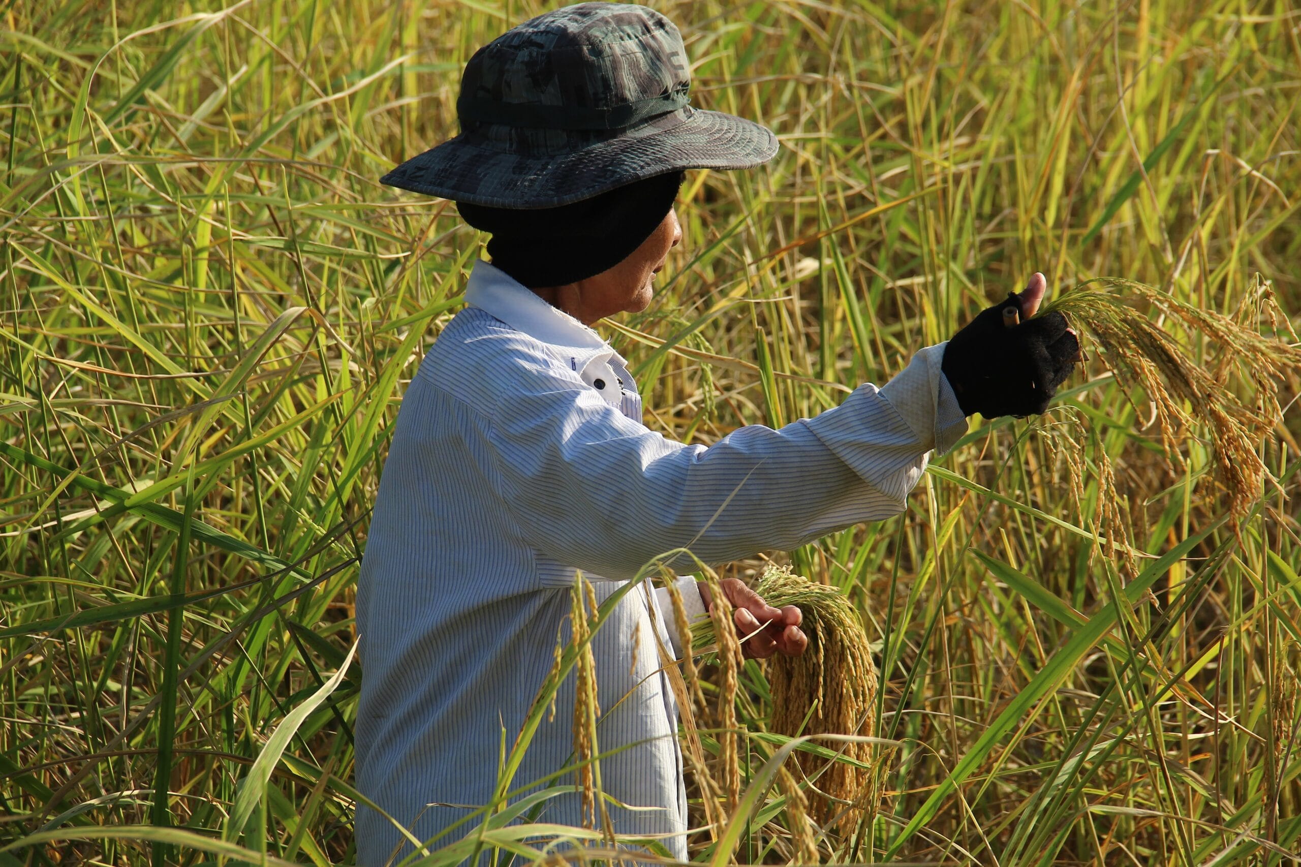 Read more about the article สงขลาไม่ได้มีแค่ “แกะ” เก็บข้าวแต่ยังมี “เกี่ยว” กับ “มีดงอ” ที่เหมือน “เคียว” ของภาคกลาง