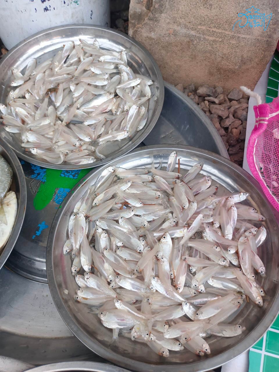 Read more about the article ลุ่มเลสาบกับรากมลายูในชื่อปลา : ลูกเละ ลูกเหบะ ลูกเหมะ ลูกเบร่ ( Ikan Bilis) 