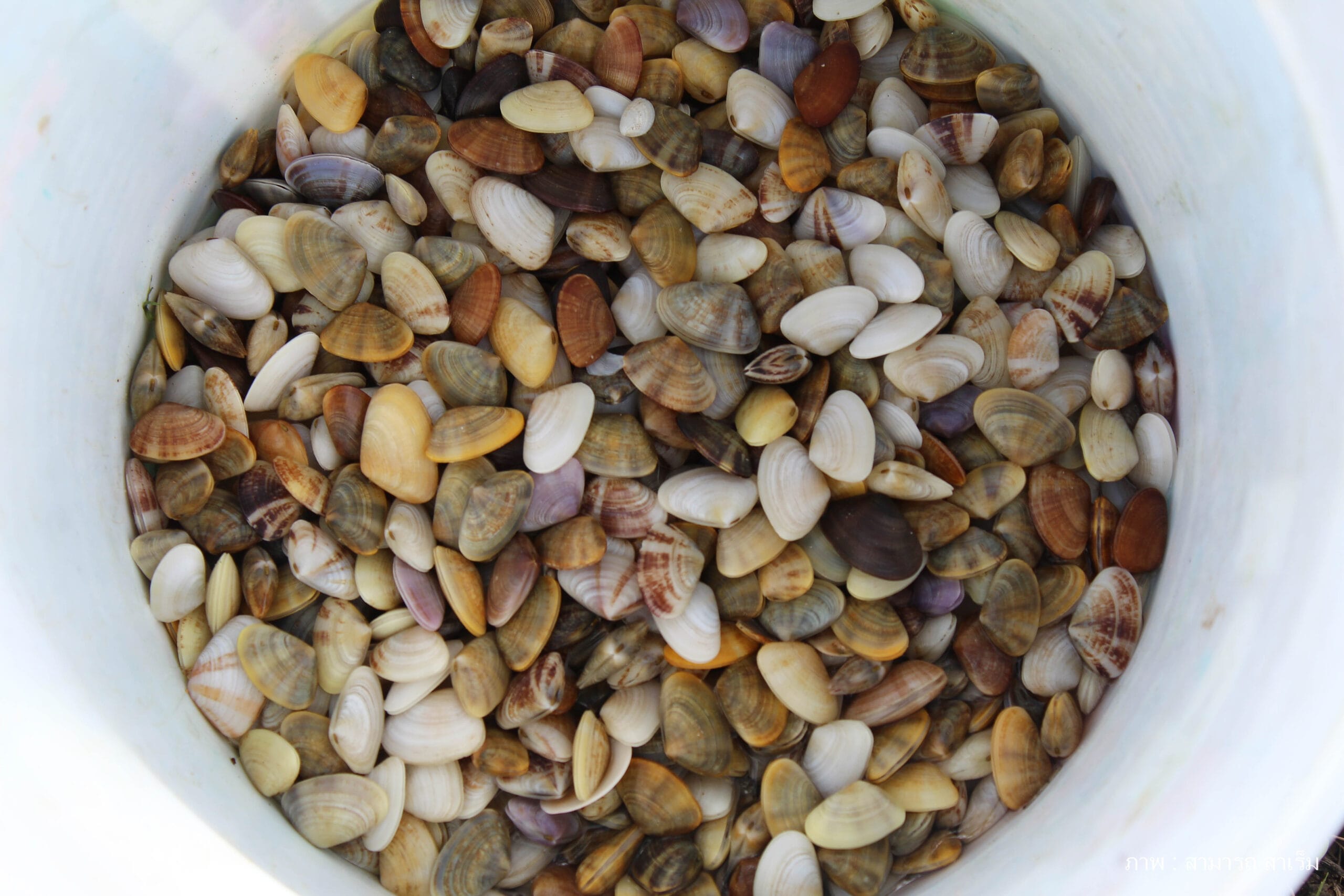 Read more about the article “หอยเสียบ” วัตถุดิบจากหาดทราย​กับหลากหลายเมนูหรอย