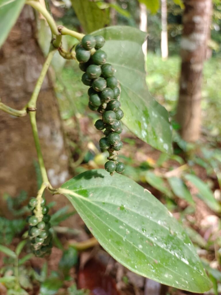 Read more about the article น้ำชุบพริก : ในบริบทคนพูดไทยถิ่นใต้