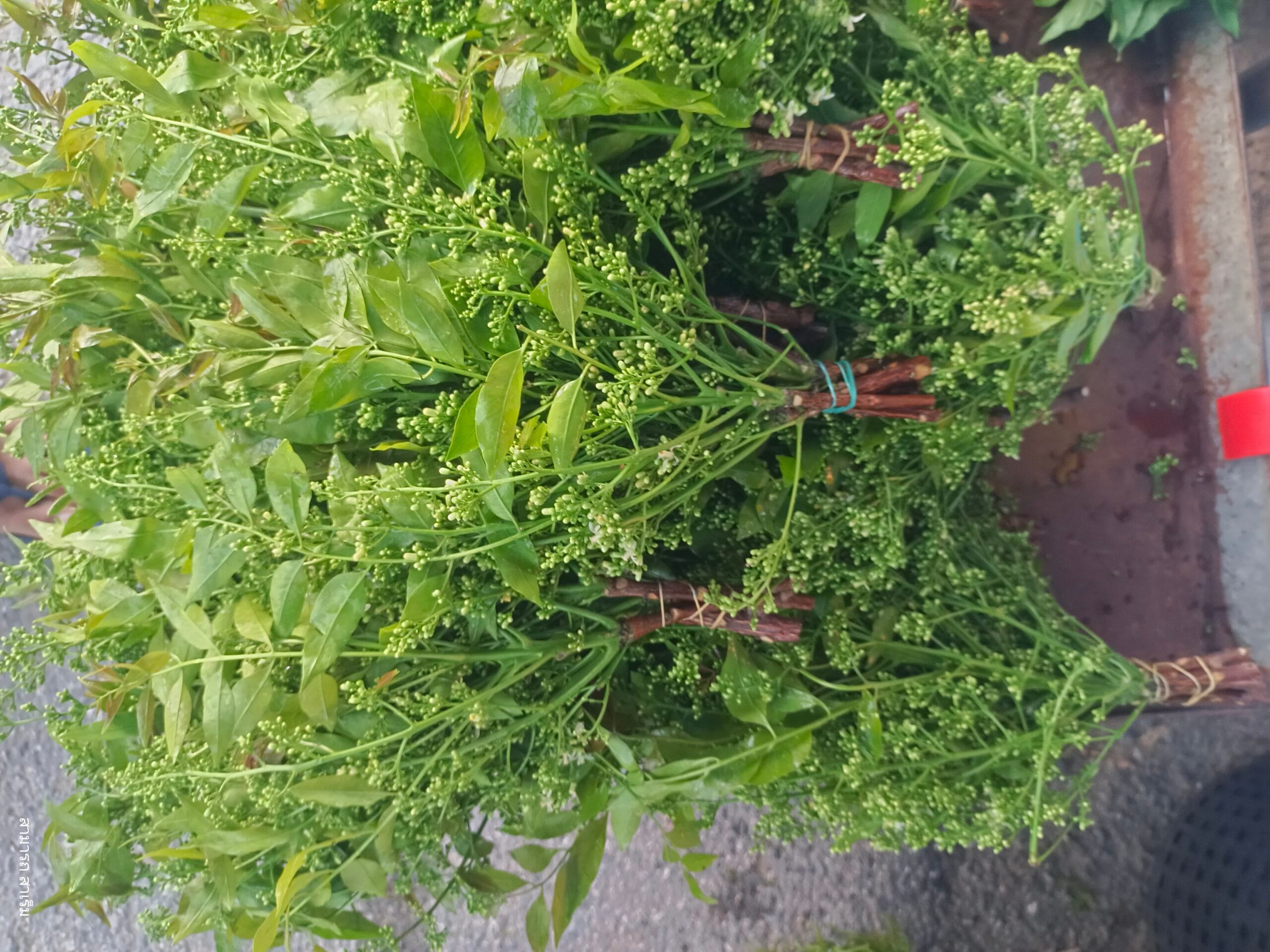 Read more about the article “น้ำชุบส้มขามเปียก” กับ ยอด ดอก สะเดาลวก