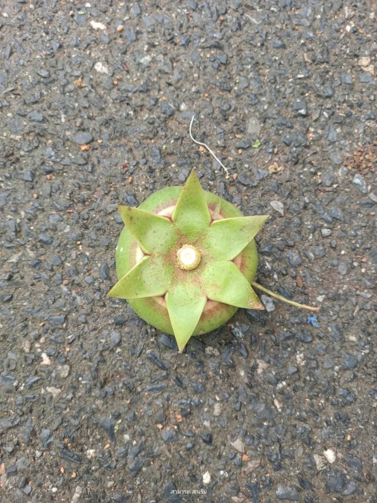 Read more about the article น้ำชุบลูกลำพู : จากต้นลำพูริมคลองอู่ตะเภา