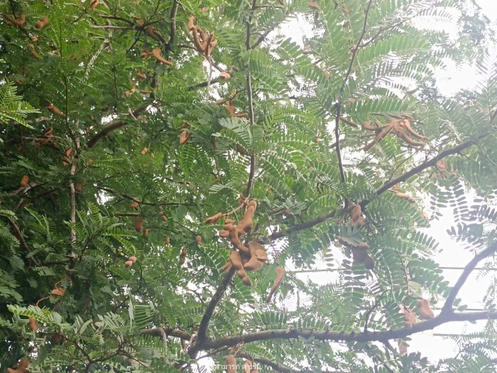 Read more about the article รสชาติจากบ้านควน : ต้มไก่บ้านส้มขามสด สูตรคนแขกสงขลา