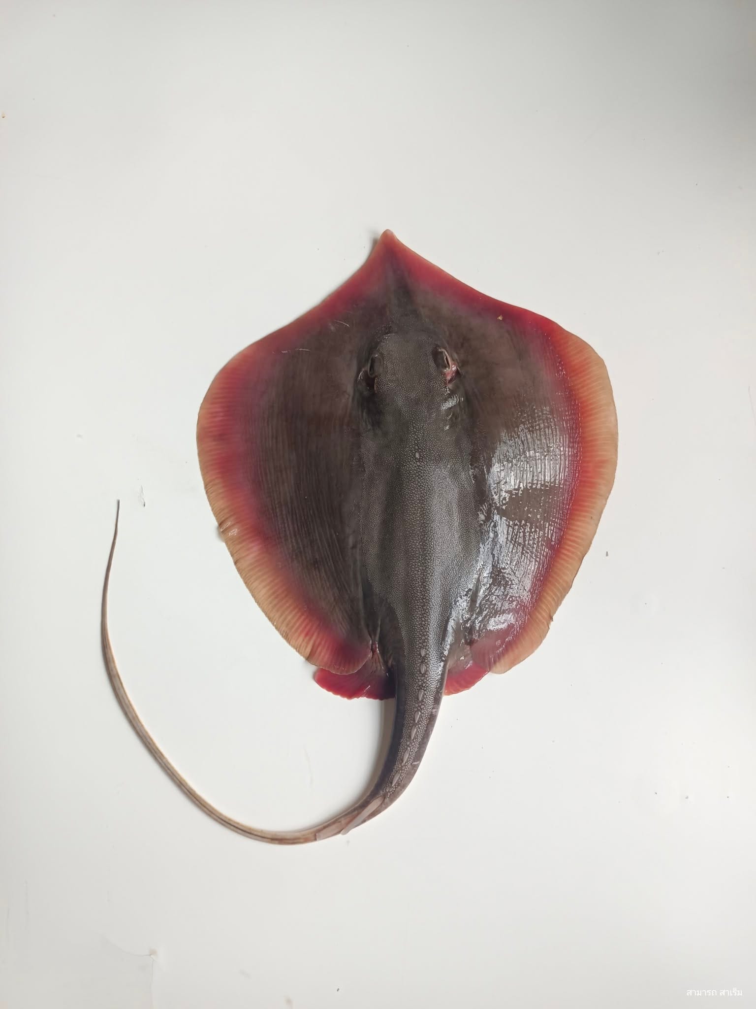 Read more about the article ยำจ้องม่อง: เมนูกินเล่นจากทะเลอ่าวไทย