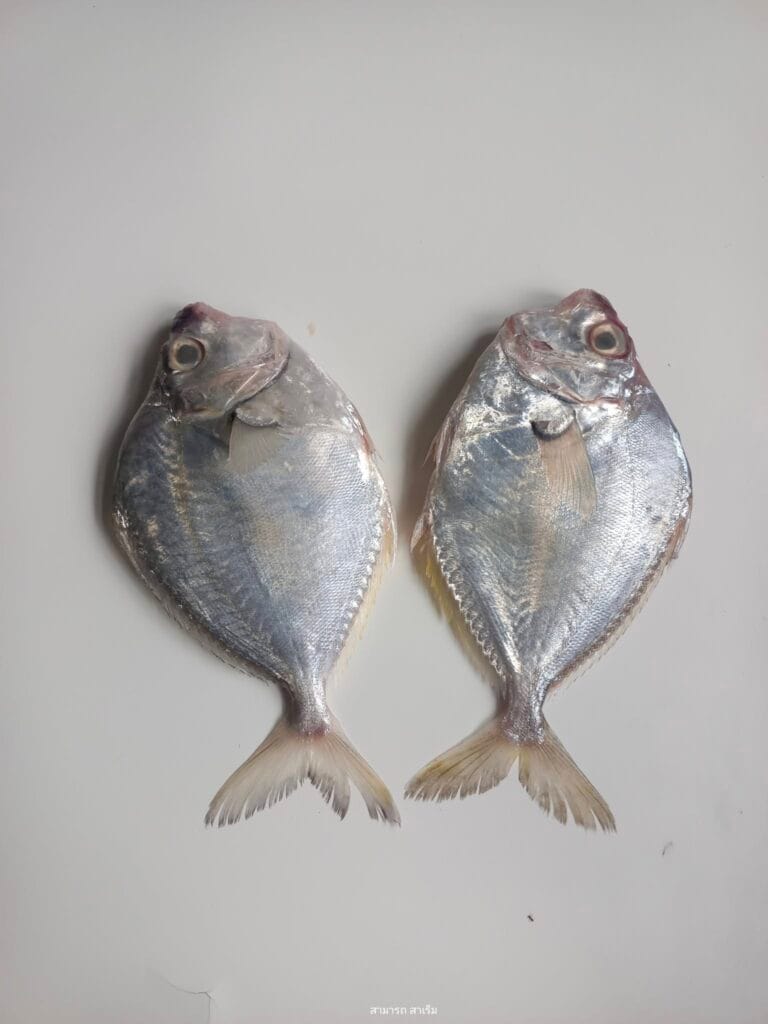 Read more about the article แกงเผ็ดปลาแป้น : แกงรสเผ็ดจากพริกที่ไม่ใช่ Chilli