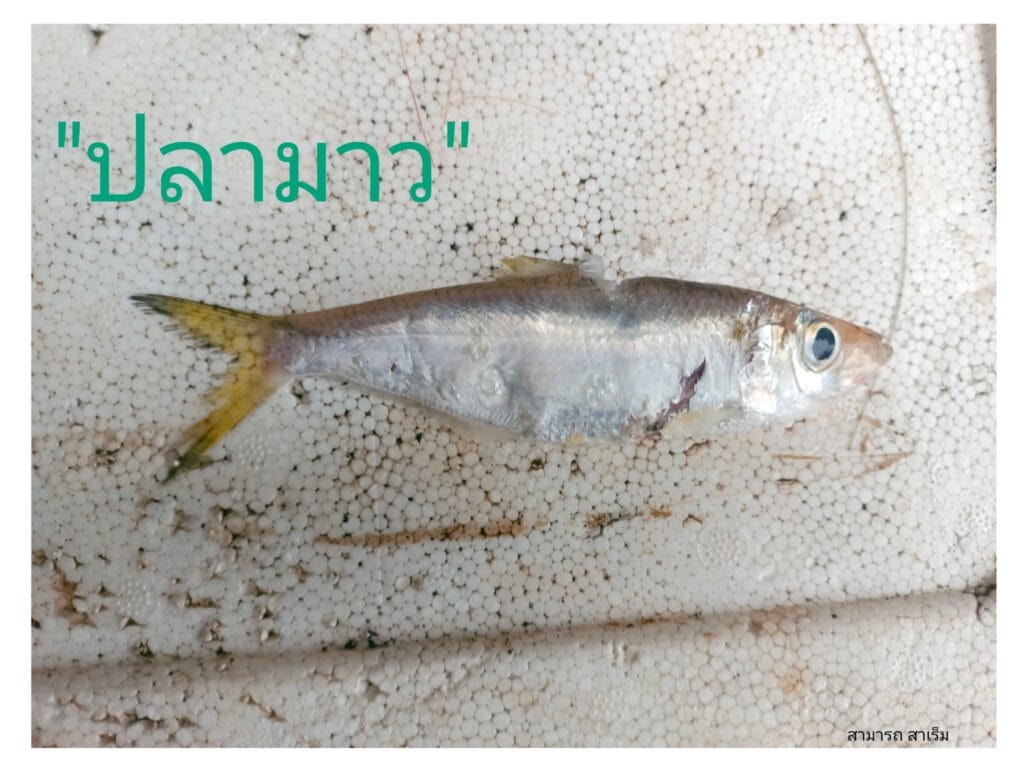 Read more about the article “ปลามาว” และ “ปลาแมว”: ในทะเลสาบสงขลา สัญญาณเตือนถึงมรดกที่กำลังเลือนหาย