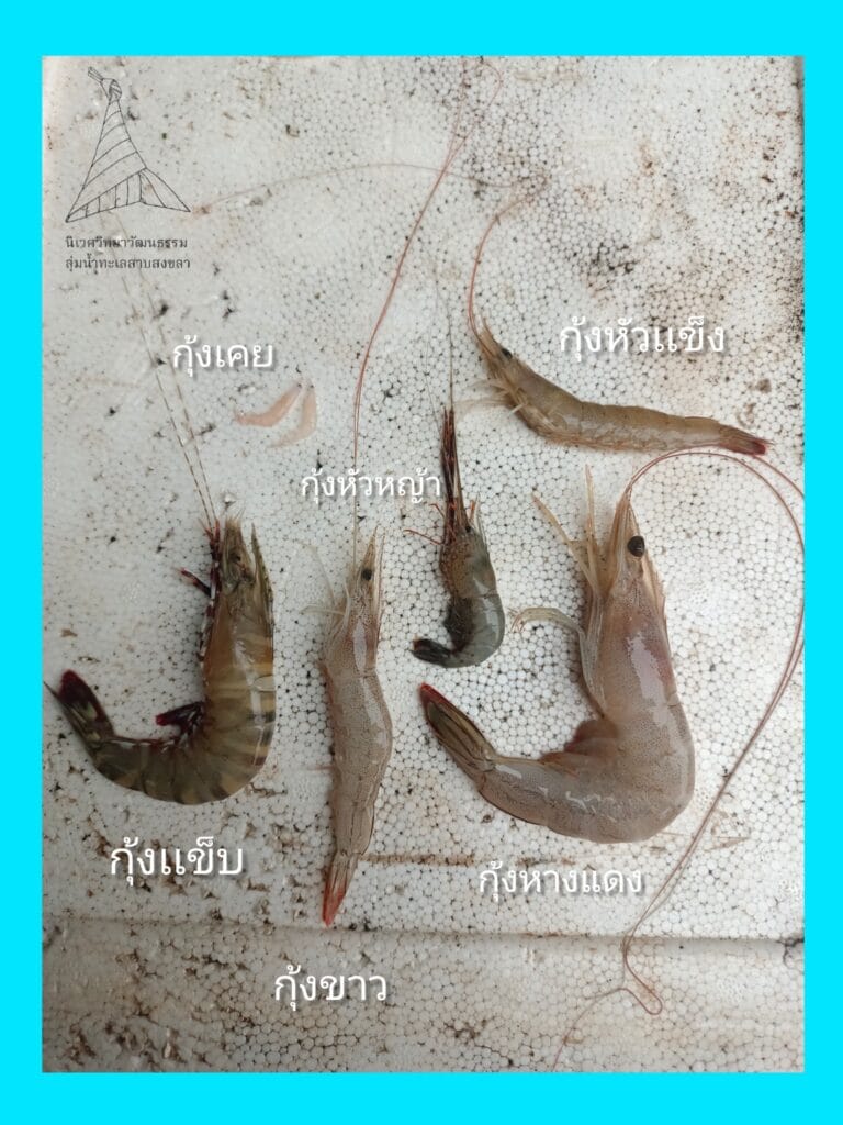 Read more about the article ภูมิปัญญาลุ่มน้ำทะเลสาบสงขลา : “คำเรียกกุ้ง” ที่ไม่ใช่แค่ชื่อ