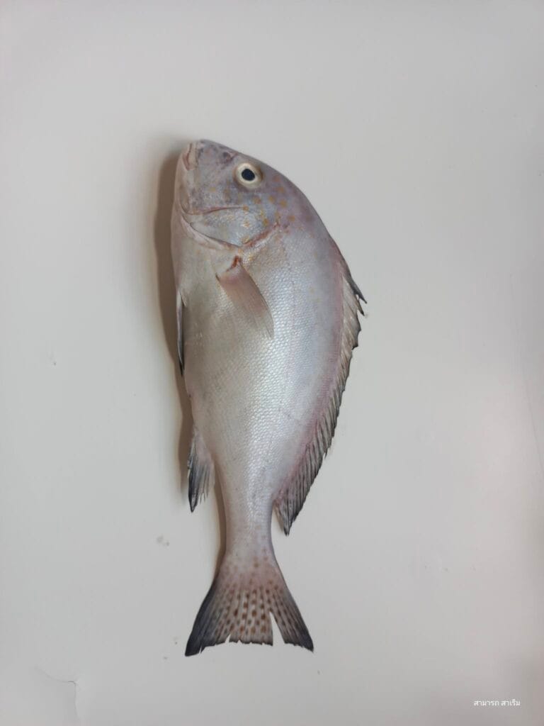 Read more about the article ปลานกเขา : แกงส้มยอดขาม