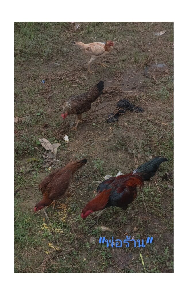 Read more about the article สี่ชีวิตที่รอดจากยี่สิบกว่าชีวิต : ชีวิตที่ปลายน้ำหาดใหญ่ ลุ่มน้ำอู่ตะเภาตอนล่างริมทะเลสาบสงขลาตอนล่าง