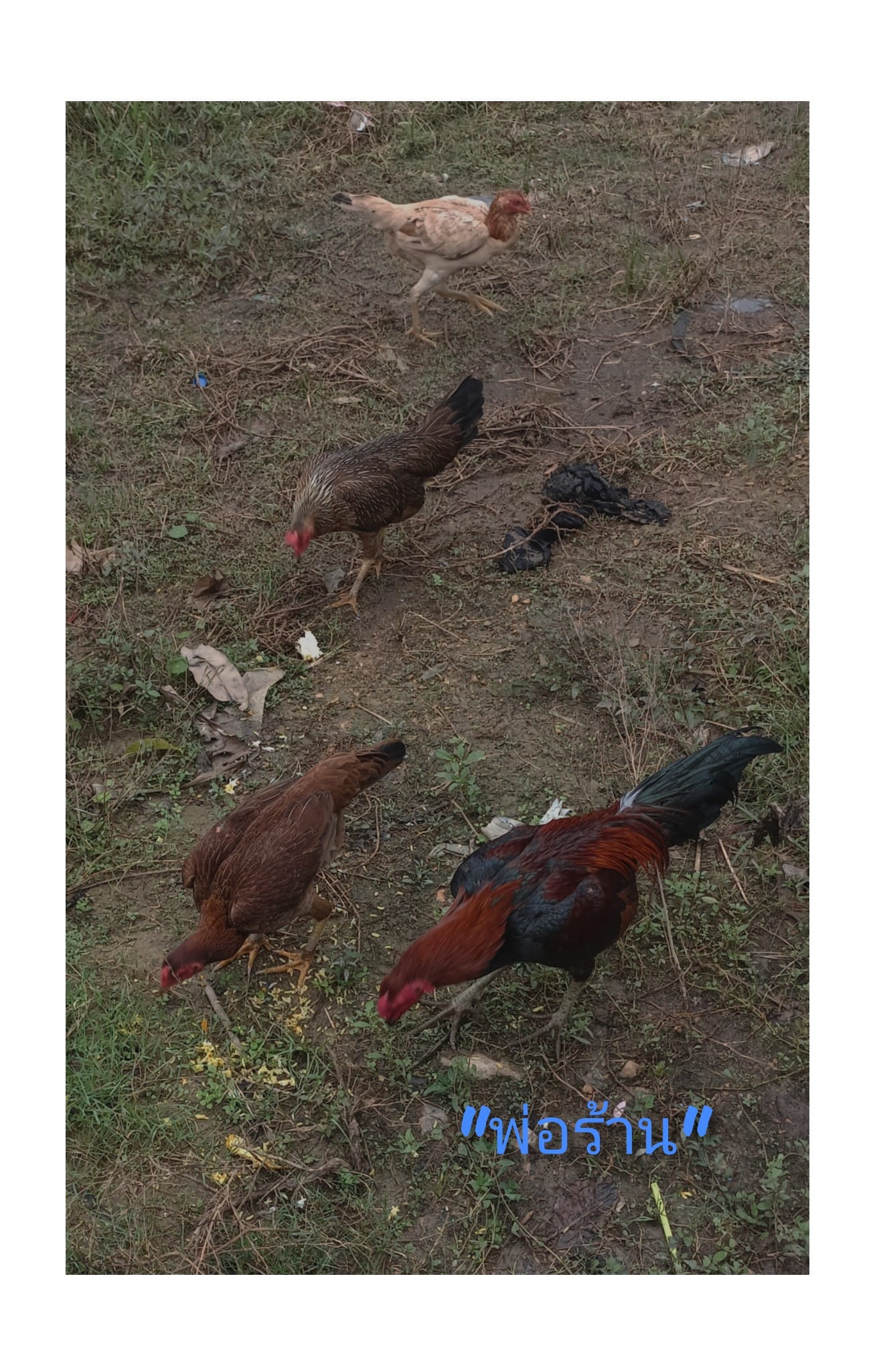 Read more about the article สี่ชีวิตที่รอดจากยี่สิบกว่าชีวิต : ชีวิตที่ปลายน้ำหาดใหญ่ ลุ่มน้ำอู่ตะเภาตอนล่างริมทะเลสาบสงขลาตอนล่าง