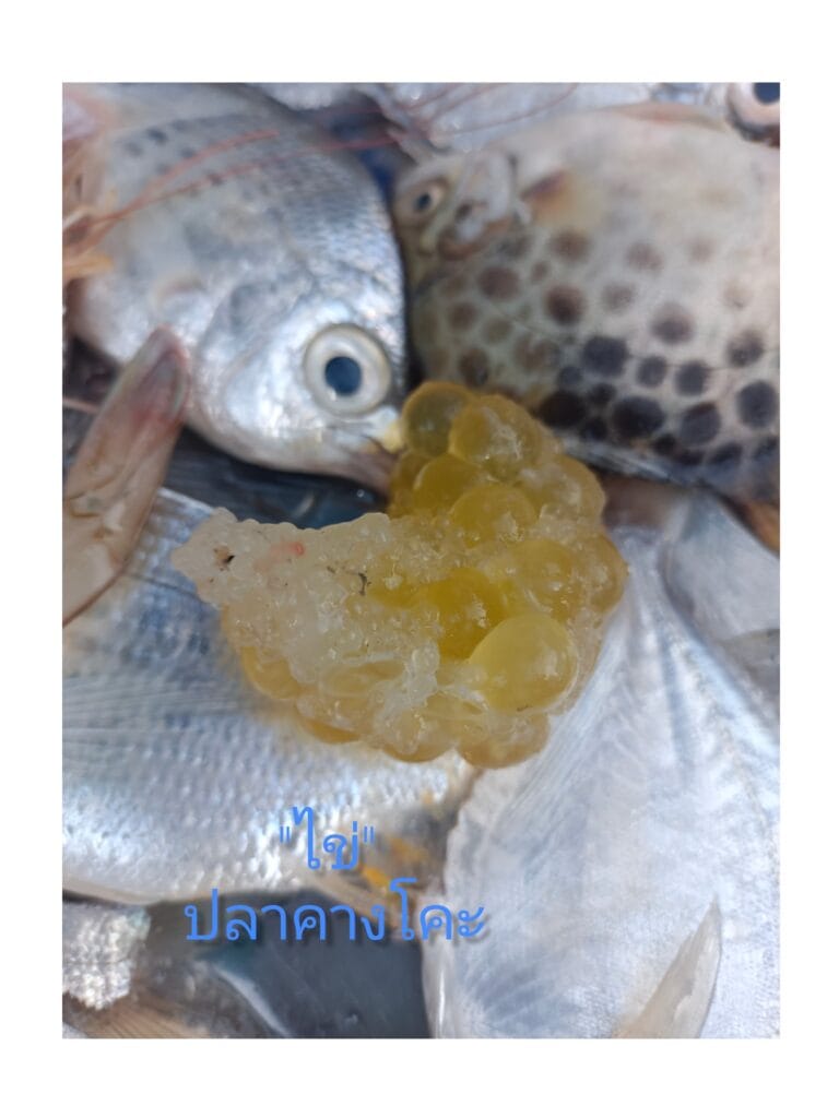 Read more about the article ไข่ปลาปริศนา : เรื่องเล่าของ ปลาคางโคะ แห่งทะเลสาบสงขลา