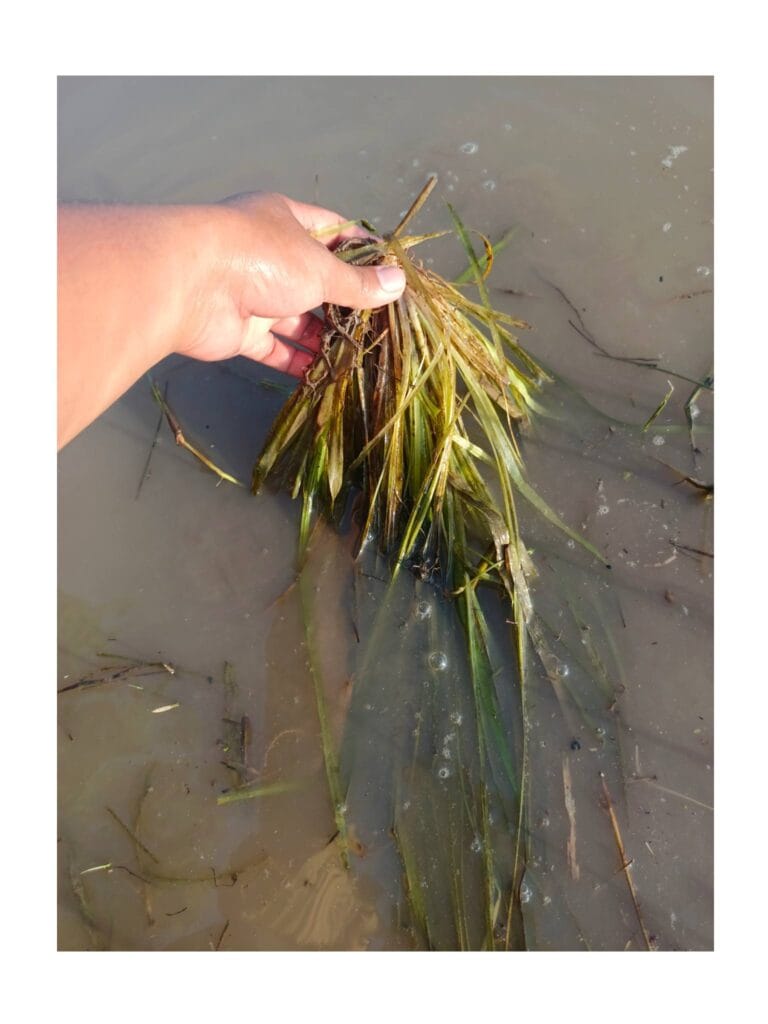 Read more about the article ละลวย : ขุมทรัพย์สีเขียวในท้องนาป่าเสม็ด วิถีผักพื้นบ้านปลายน้ำหาดใหญ่