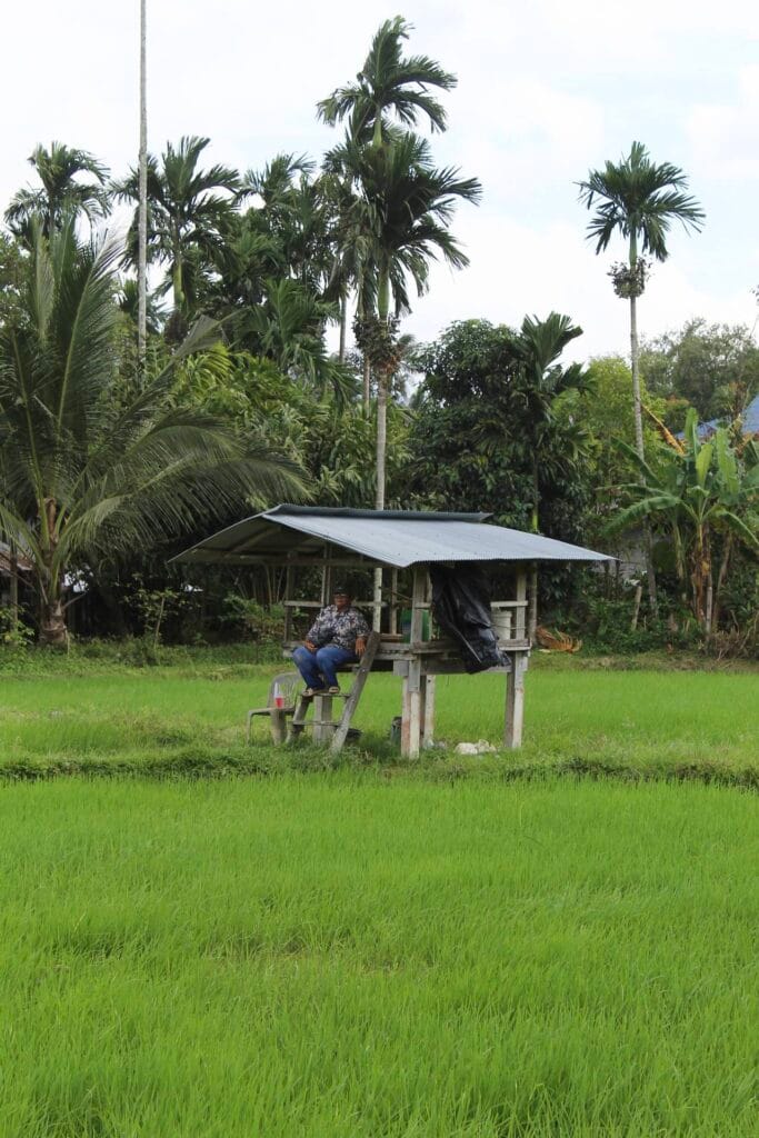 Read more about the article ปากคำคนเชิงเขาบรรทัด : “คนกินข้าวต้องปลูกข้าว” ลมหายใจชาวนาคลองกั่วหลังมหาภัยพิบัติพฤศจิกายน 2568