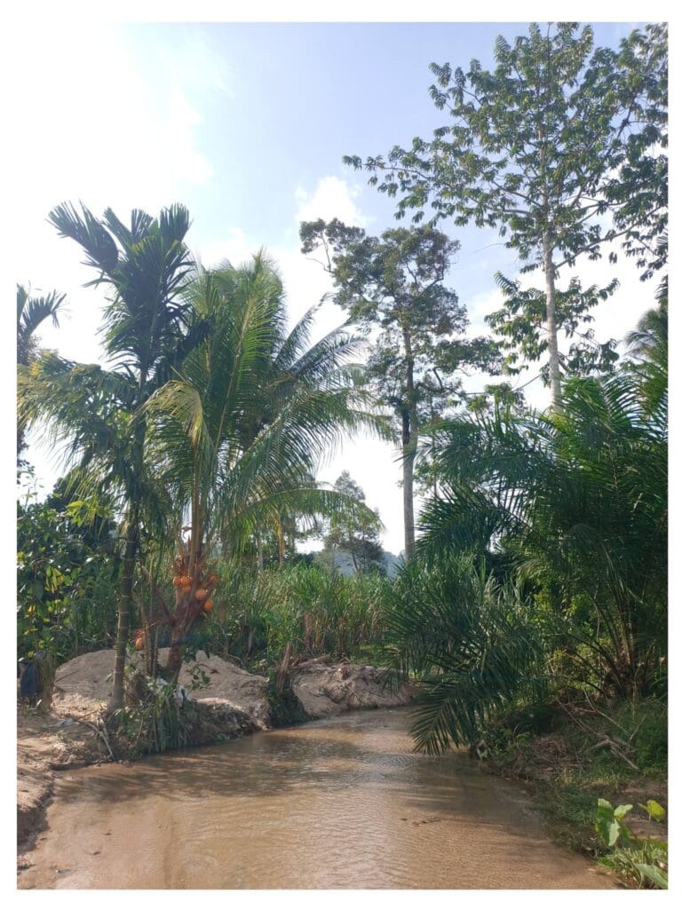 Read more about the article จากสายธารน้ำหลาก สู่สายธารแห่งน้ำใจ : การฟื้นฟูชีวิตพืชพรรณความมั่นคงด้านอาหาร ที่ “บ้านควน – คลองกั่ว”