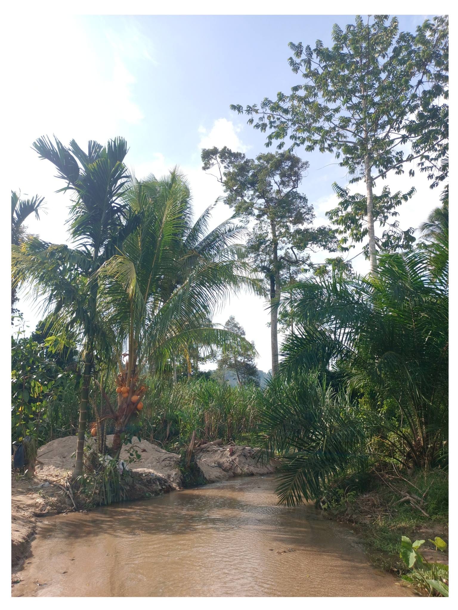 Read more about the article จากสายธารน้ำหลาก สู่สายธารแห่งน้ำใจ : การฟื้นฟูชีวิตพืชพรรณความมั่นคงด้านอาหาร ที่ “บ้านควน – คลองกั่ว”