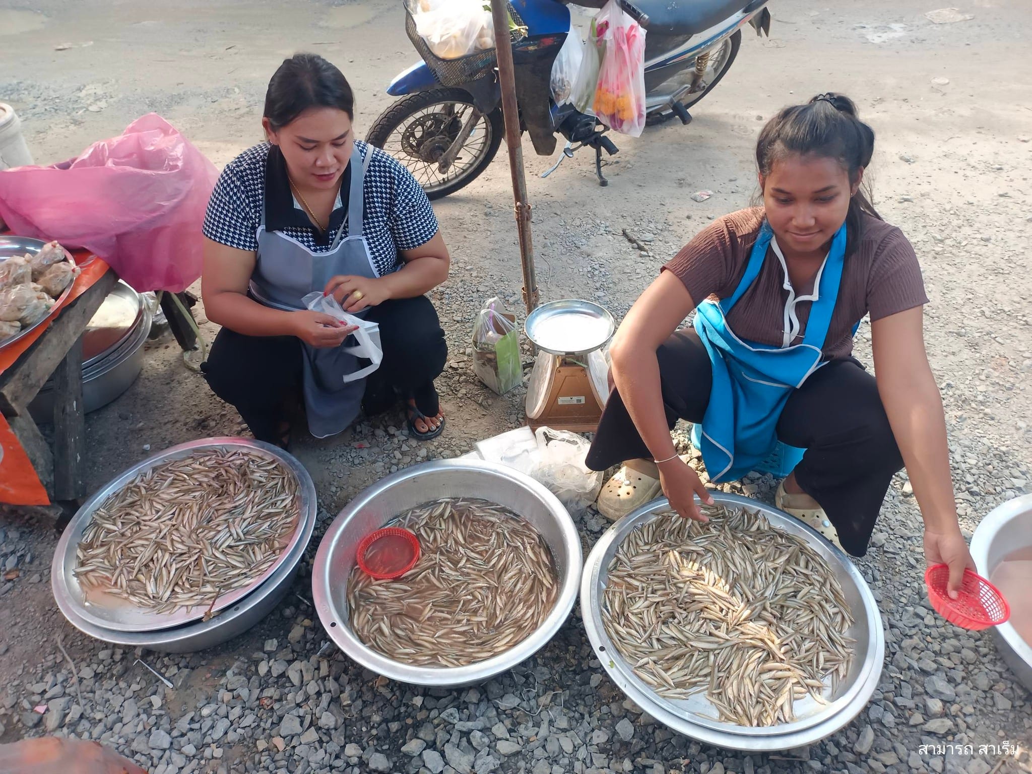 ปลาขอ กับ ปลาหมูเกาะ แห่งคลองโคกคราม : รสชาติแห่งฤดูกาลหลังน้ำหลาก