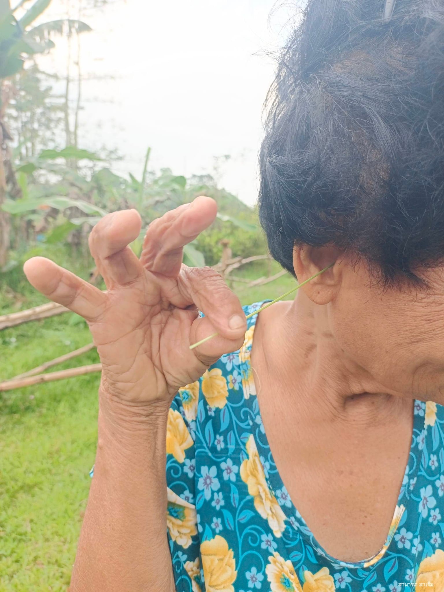 หญ้าแยงอีก : แปรงปั่นหูจากธรรมชาติ ภูมิปัญญาพื้นบ้านของคนคอน