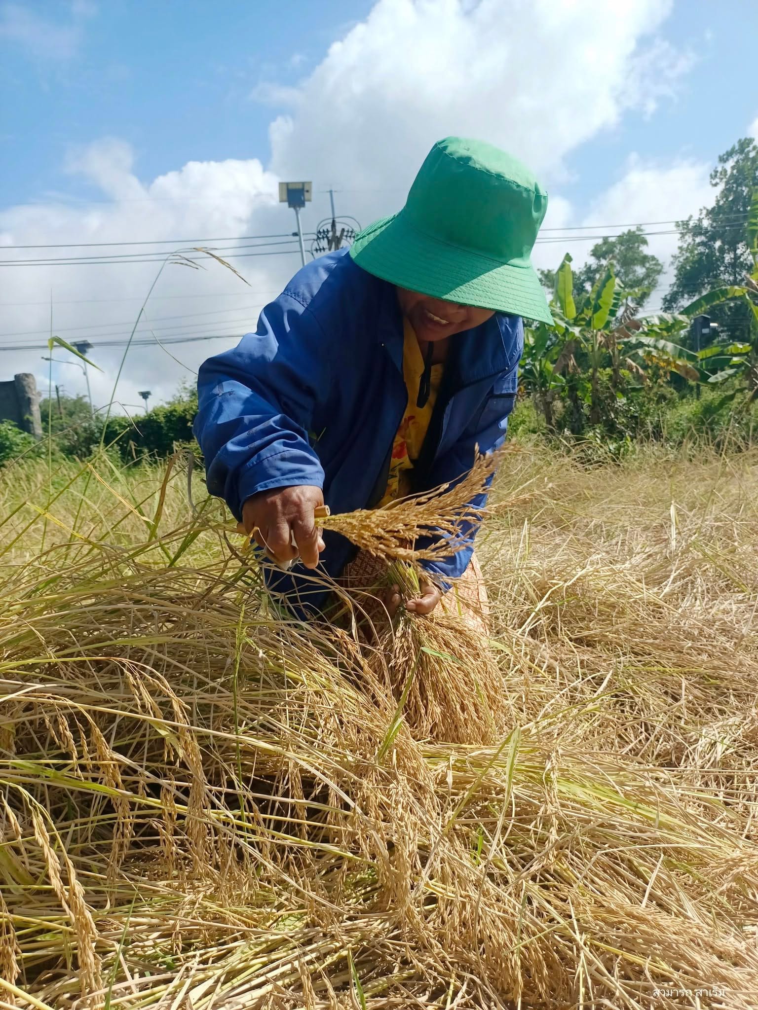 ฝนหลงดูต้องเก็บข้าวกับ “แกะ”