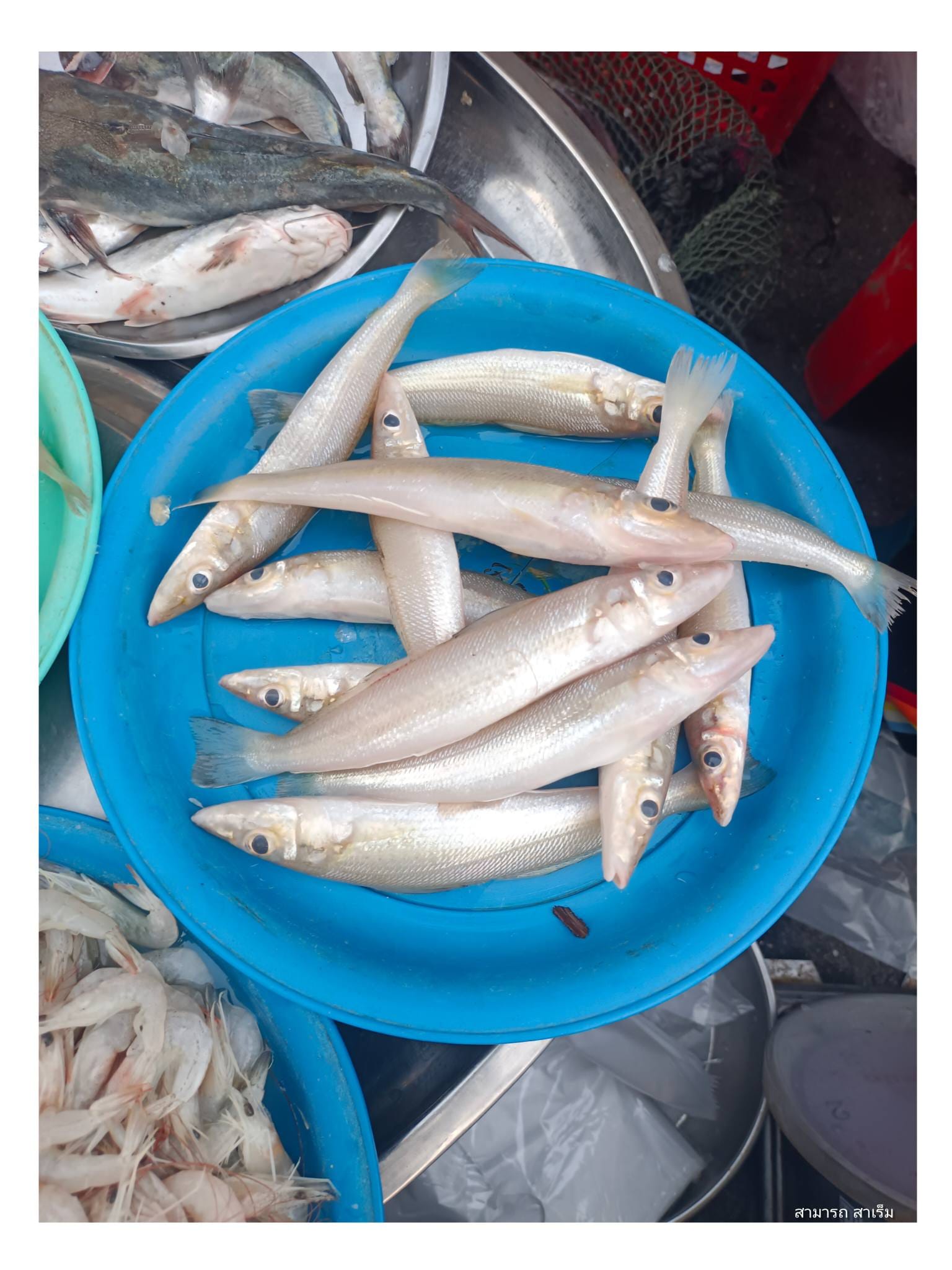 จากปากพนังถึงท่าเรือ: การโคจรของวัตถุดิบท้องถิ่นในชามแกงเผ็ดปลาบูหรุด